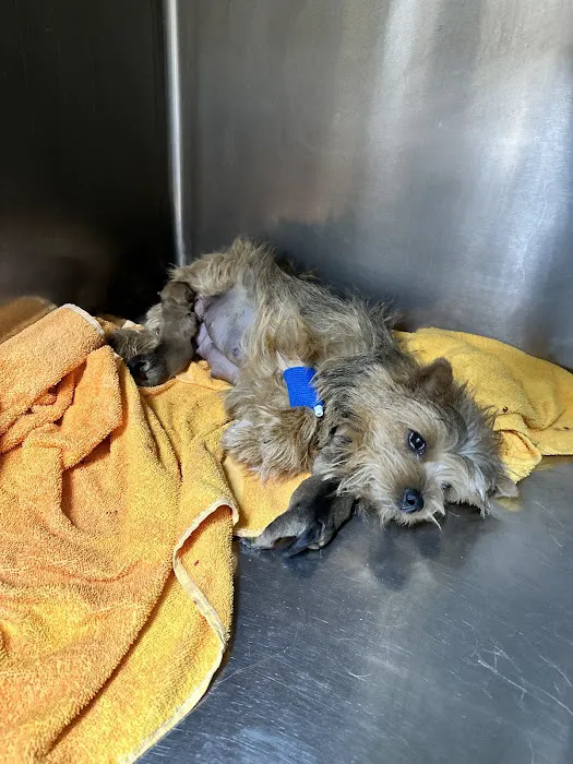 Christown Animal Hospital Picture 6