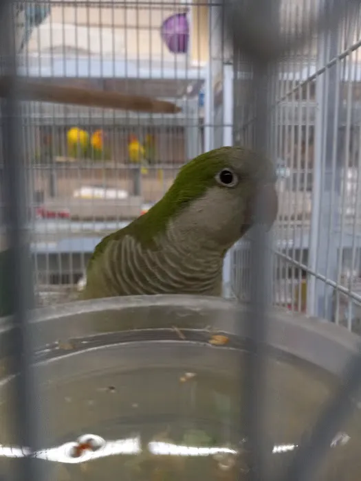 Tweety Brothers Pet Shop Picture 4