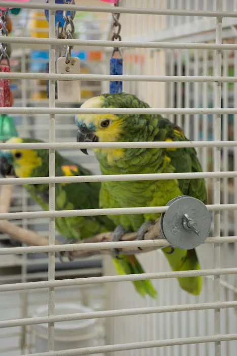 Tweety Brothers Pet Shop Picture 9