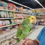 Tweety Brothers Pet Shop