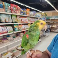 Tweety Brothers Pet Shop ico