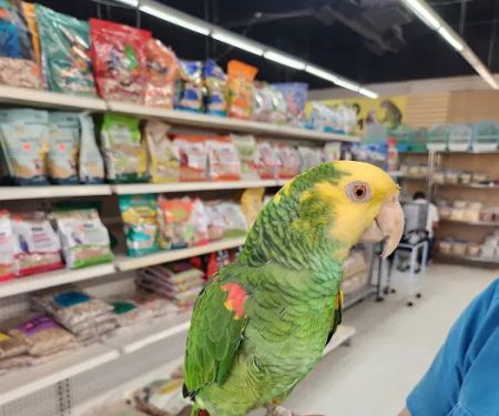 Tweety Brothers Pet Shop