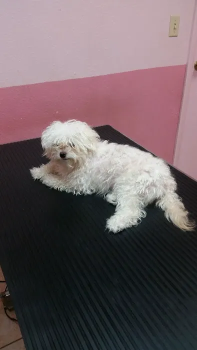 Santis Pet Clinic Picture 1