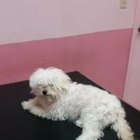 Santis Pet Clinic ico