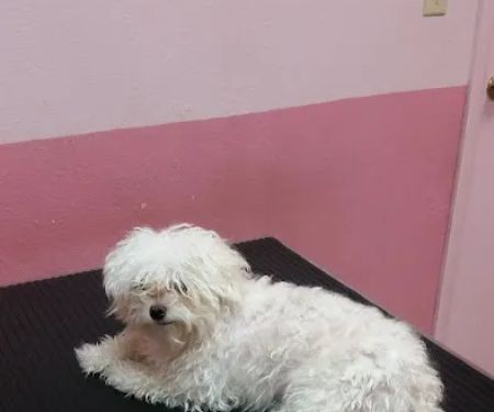 Santis Pet Clinic