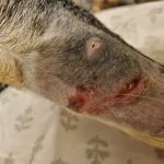 East Maryland Animal Hospital: Martens Melana DVM