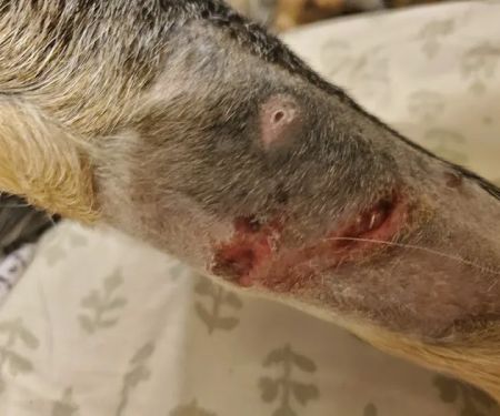East Maryland Animal Hospital: Martens Melana DVM