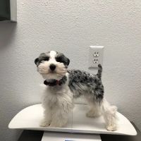 Harmony Veterinary Hospital ico