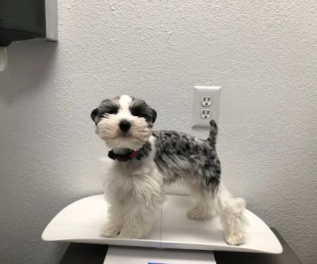 Harmony Veterinary Hospital