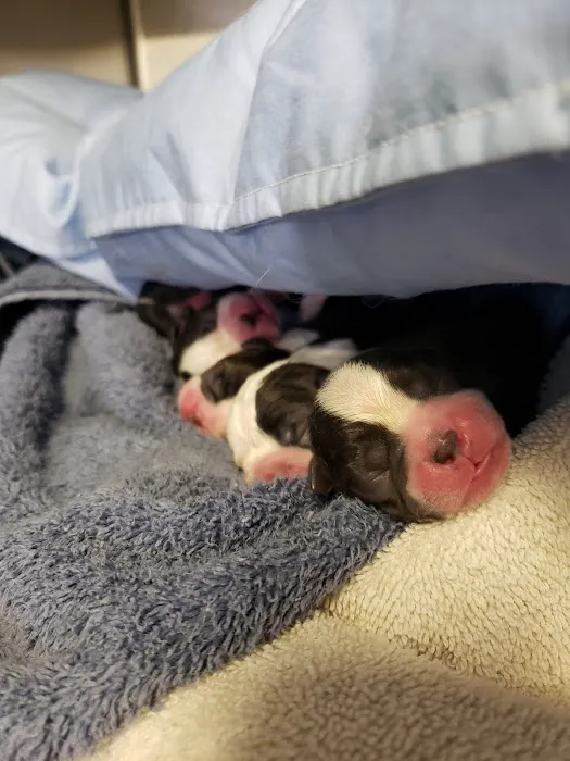 Harmony Veterinary Hospital Picture 5
