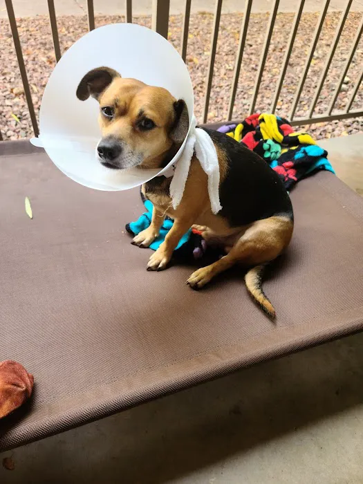 Harmony Veterinary Hospital Picture 4