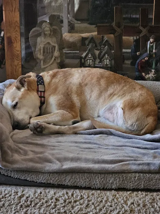 Integrative Vet Oncology Picture 3