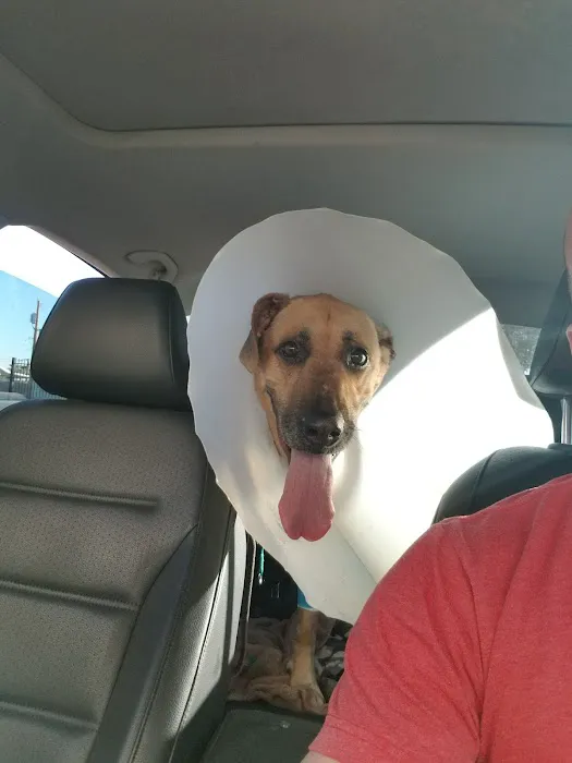 Integrative Vet Oncology Picture 1