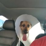 Integrative Vet Oncology