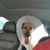 Integrative Vet Oncology ico