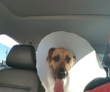 Integrative Vet Oncology