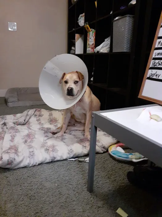 Integrative Vet Oncology Picture 6