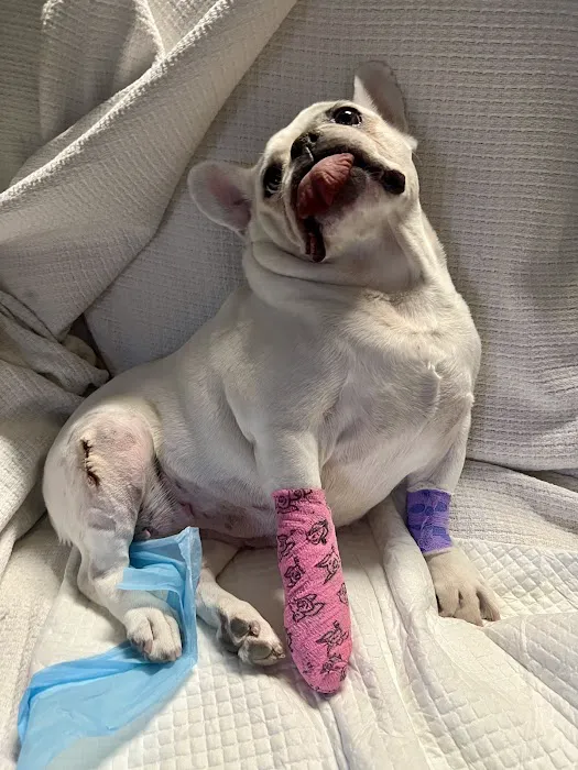 Integrative Vet Oncology Picture 9