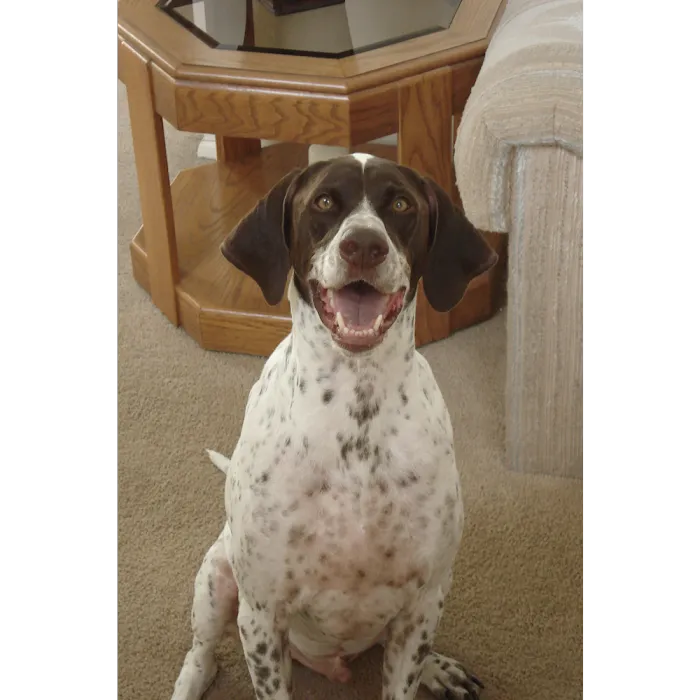 Animal Care Hospital: Halver Mark S DVM Picture 1