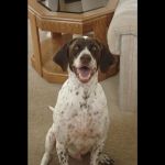 Animal Care Hospital: Halver Mark S DVM