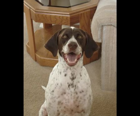 Animal Care Hospital: Halver Mark S DVM