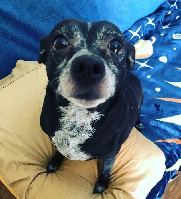 Animal Care Hospital: Halver Mark S DVM Picture 4
