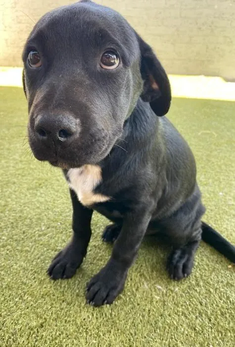 Animal Care Hospital of Phoenix Picture 1