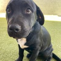 Animal Care Hospital of Phoenix ico
