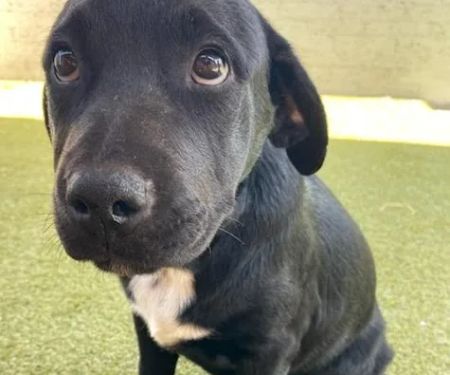 Animal Care Hospital of Phoenix