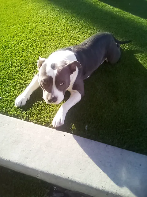 Animal Care Hospital of Phoenix Picture 10