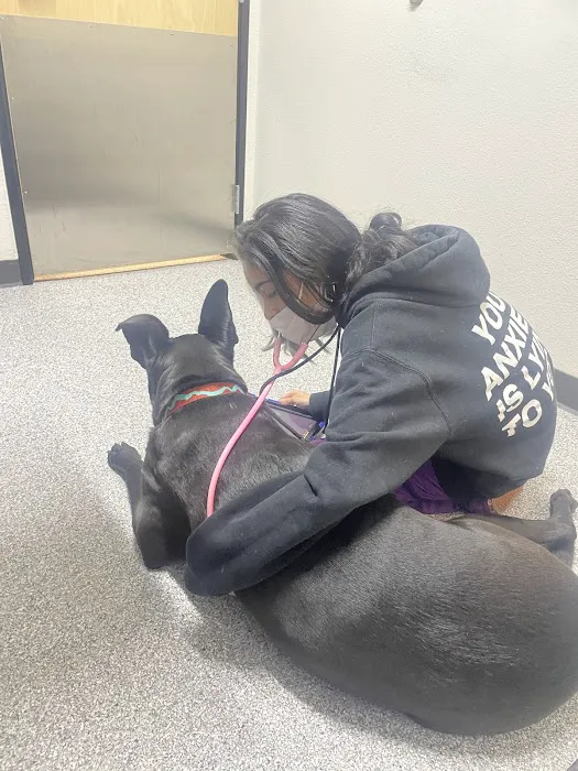 Animal Care Hospital of Phoenix Picture 4