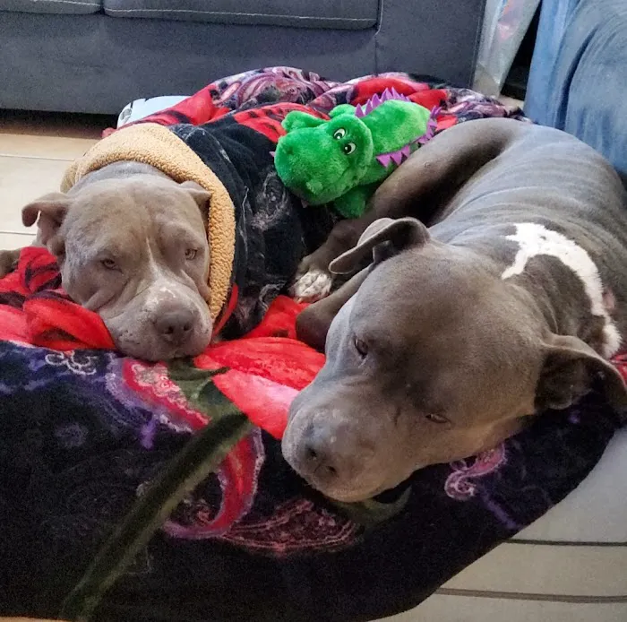 Animal Care Hospital of Phoenix Picture 8