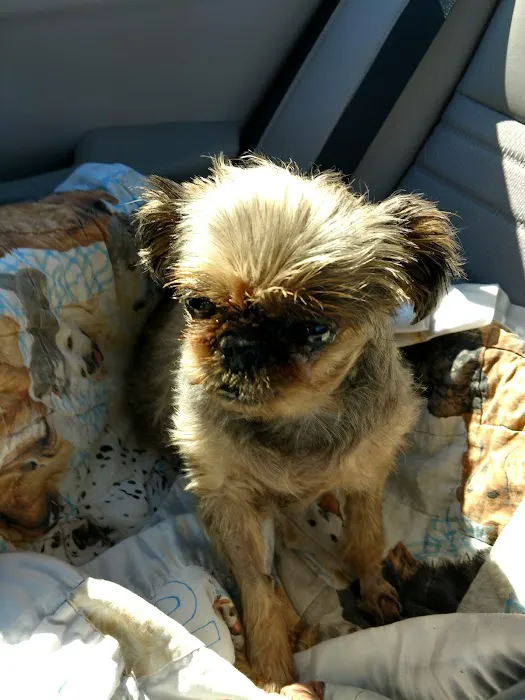 AAWL Community Vet Clinic Picture 7