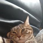 AAWL Community Vet Clinic