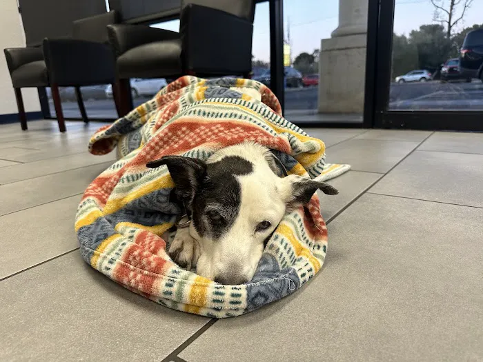Desert View Animal Hospital Picture 7