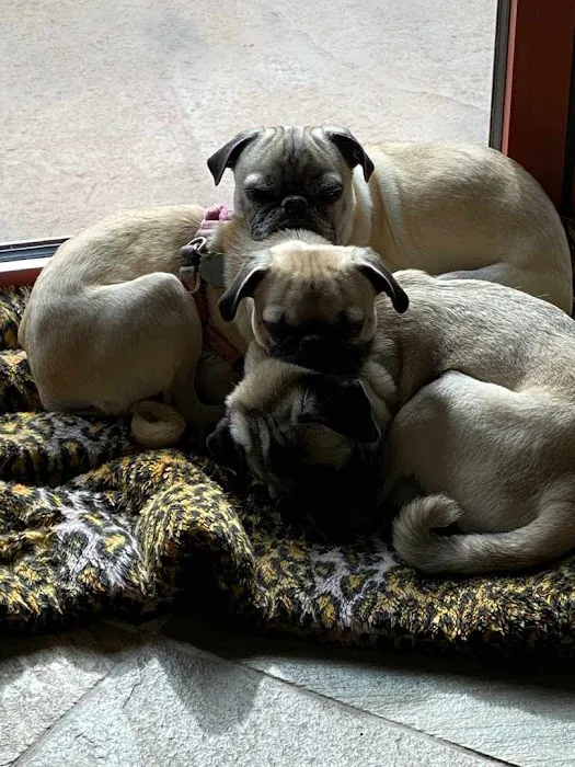Desert View Animal Hospital Picture 10