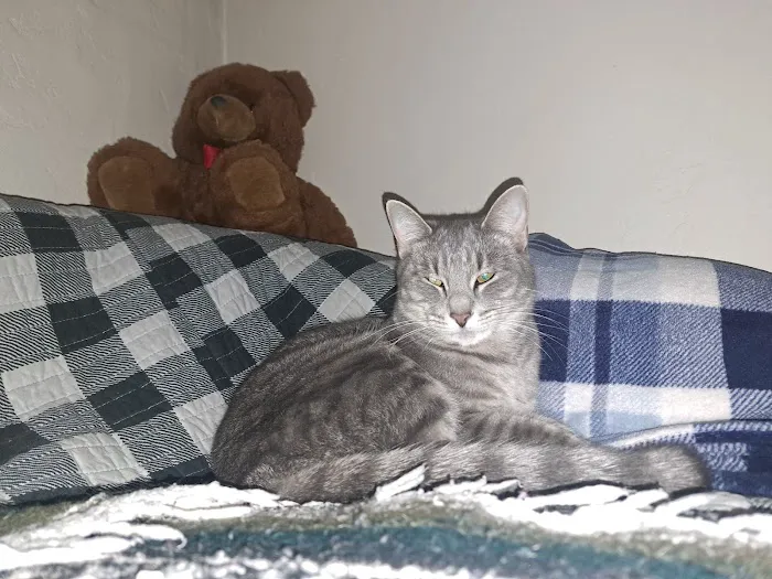Blue Cross Veterinary Clinic Picture 1