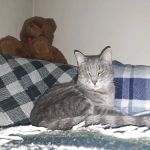 Blue Cross Veterinary Clinic