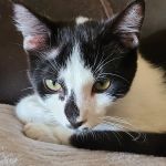 Ingleside Animal Hospital