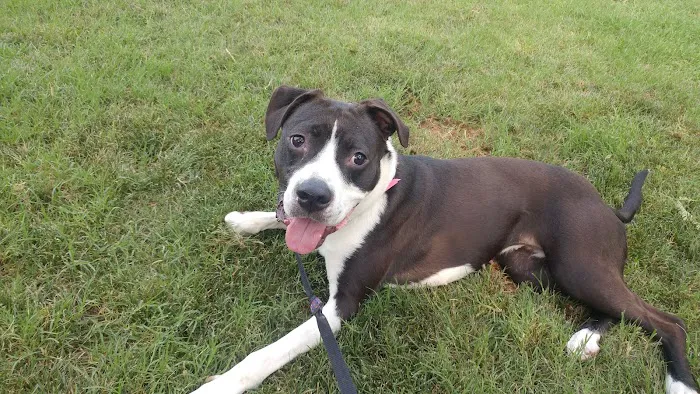 Ingleside Animal Hospital Picture 9
