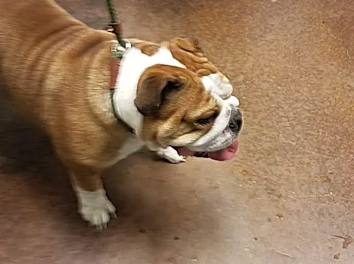 Ingleside Animal Hospital Picture 5