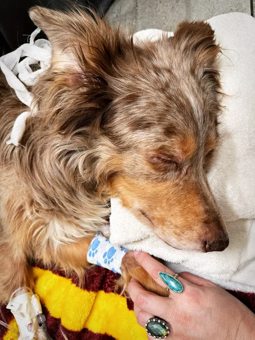 Arcadia Animal Clinic Picture 8
