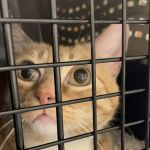 Dreamy Draw Cat Hospital