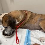 Veterinary Emergency Group