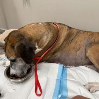 Veterinary Emergency Group ico