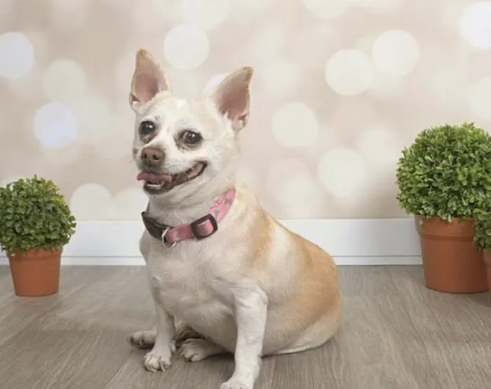 Lovet Pet Health Care - Madison Picture 6