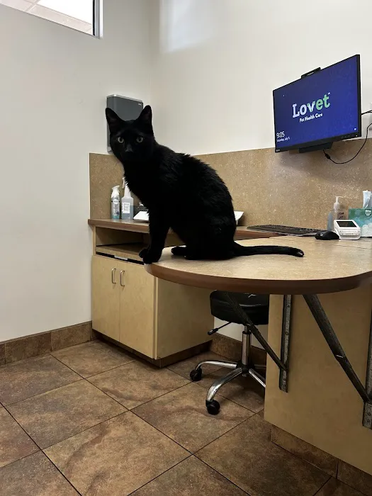 Lovet Pet Health Care - Madison Picture 4