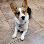 Lovet Pet Health Care - Madison