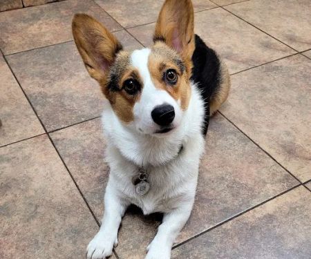 Lovet Pet Health Care - Madison