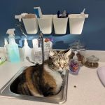 PetWellClinic - Central Phoenix